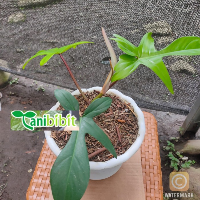 Jual Tanaman Hias Philodendron Florida Ghost Shopee Indonesia