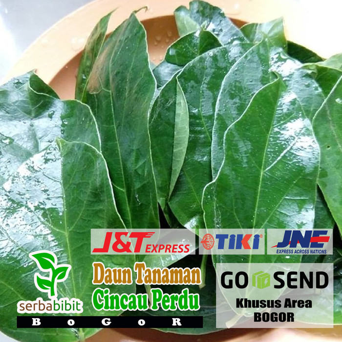 Jual Daun Cincau Hijau Perdu Daun Cincau Segar 1Kg Shopee Indonesia