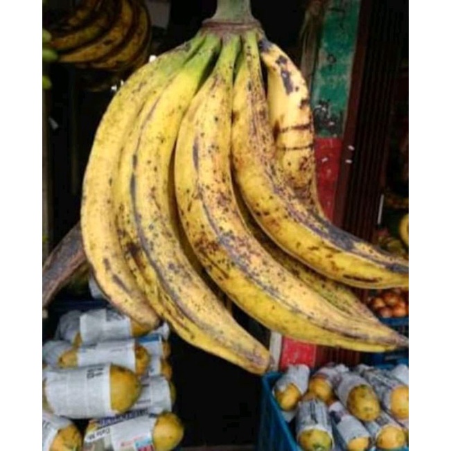 Jual Bibit Pisang Super Tanduk Shopee Indonesia