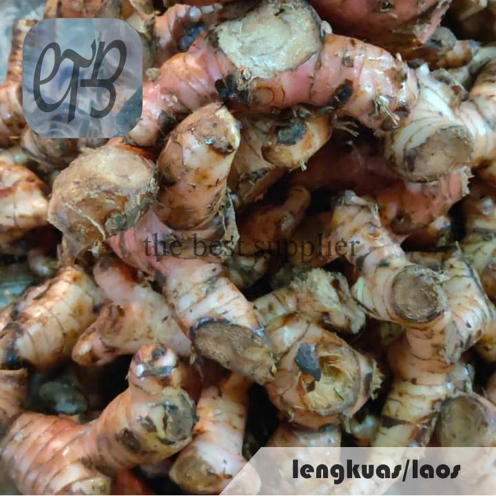 Jual Lengkuas Laos Segar Shopee Indonesia