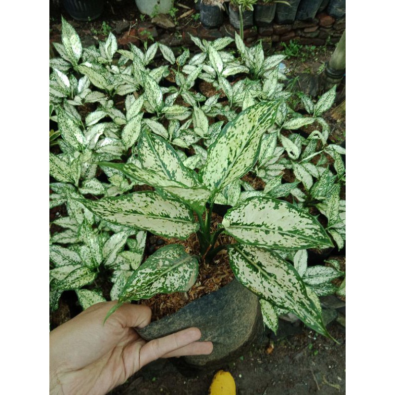 Jual Aglonema Snow White Tanaman Snow White Shopee Indonesia