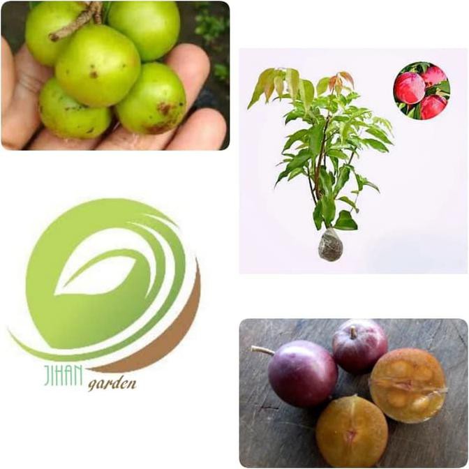 Jual Product Bibit Tanaman Buah Plum Aussie Pohon Plum Aussie Terbaik