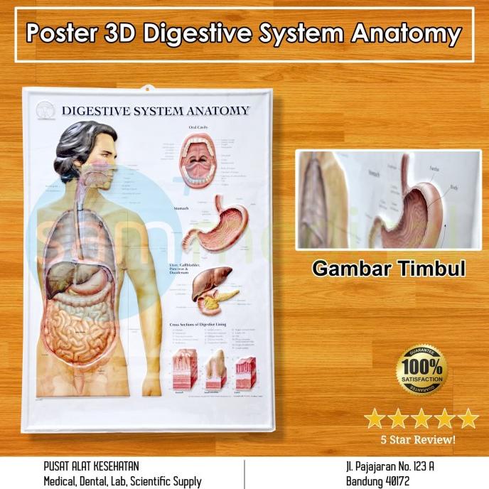 Jual Poster Sistem Pencernaan Poster 3D Digestive System Anatomy Bs