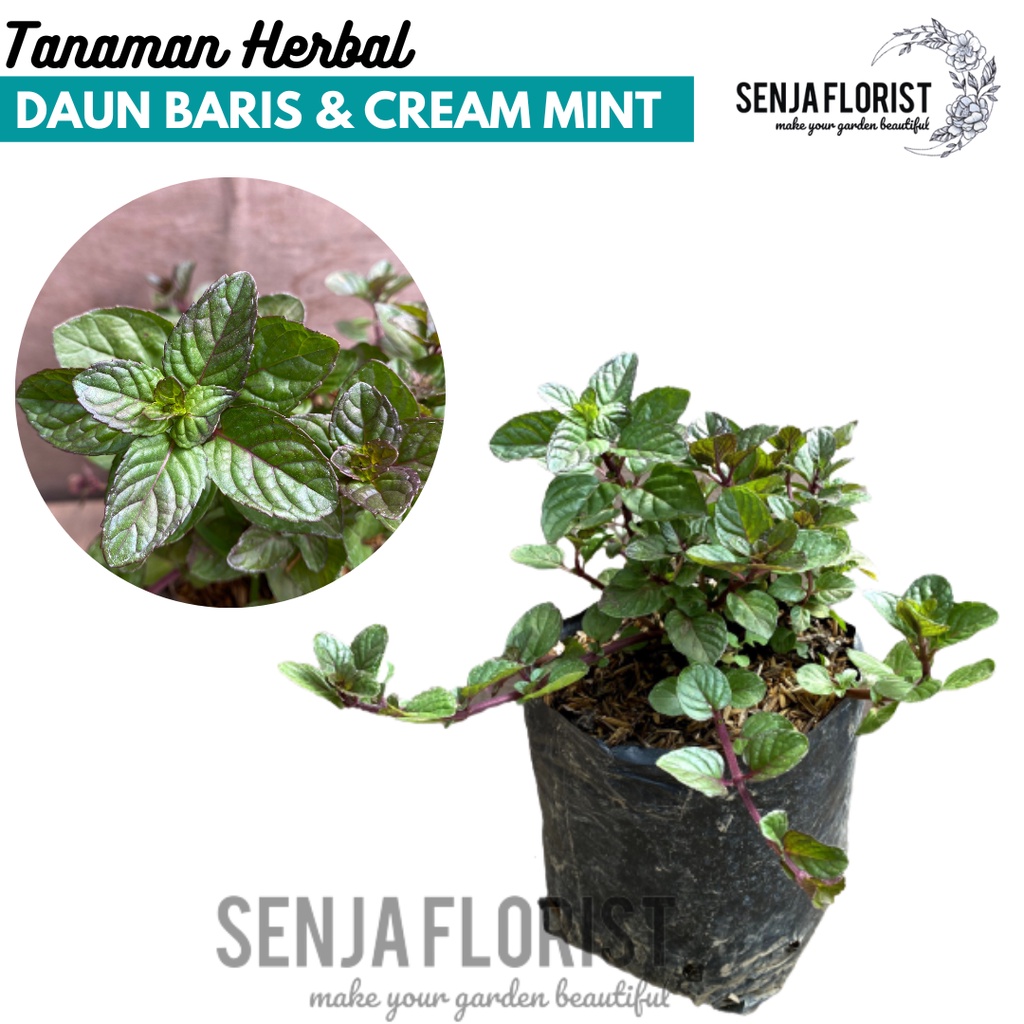 Jual Tanaman Hidup Herbal Daun Mint Banyak Manfaat Tersedia 8 Jenis