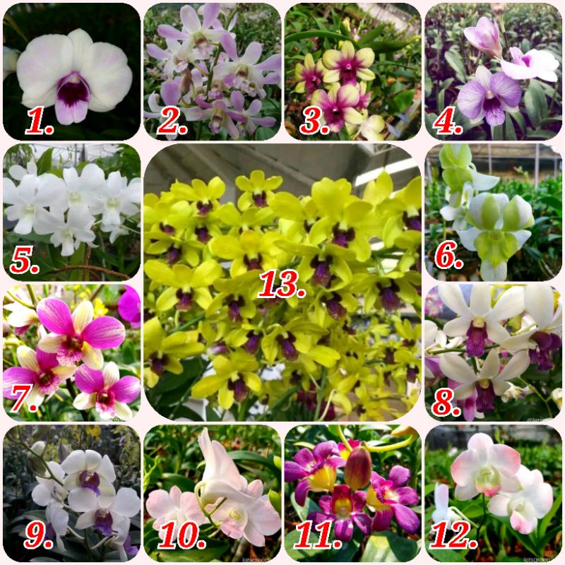 Jual Anggrek Dendrobium Dewasa Tanaman Hias Shopee Indonesia