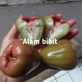 Jual BIBIT JAMBU AIR CINCALO MERAH OKULASI COCOK DI TANAM POT