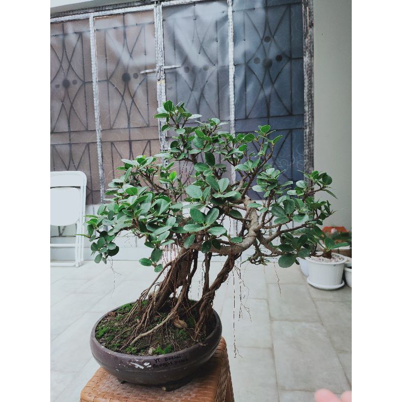 Jual Tanaman Bonsai Beringin Korea Bonsai Mini Shopee Indonesia