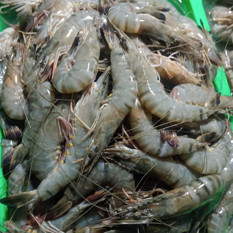 Jual UDANG VANAME TAMBAK FRESH MURAH BANDUNG 500g Shopee Indonesia