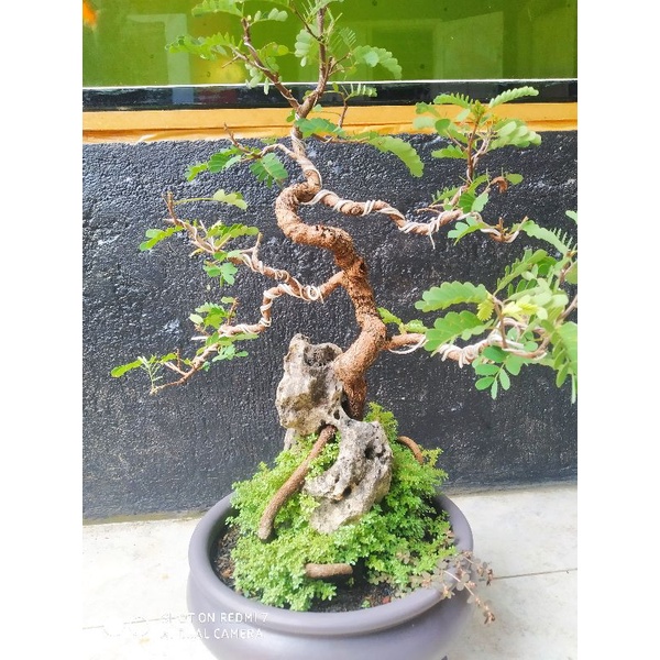 Jual Bonsai Asam Jawa On The Rock Siap Pajang Shopee Indonesia