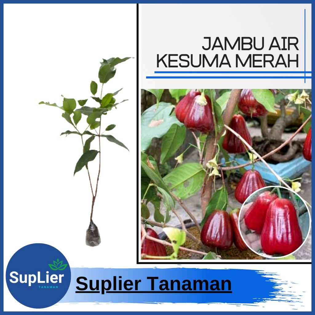 Jual Bibit Tanaman Buah Jambu Air Kesuma Merah Shopee Indonesia