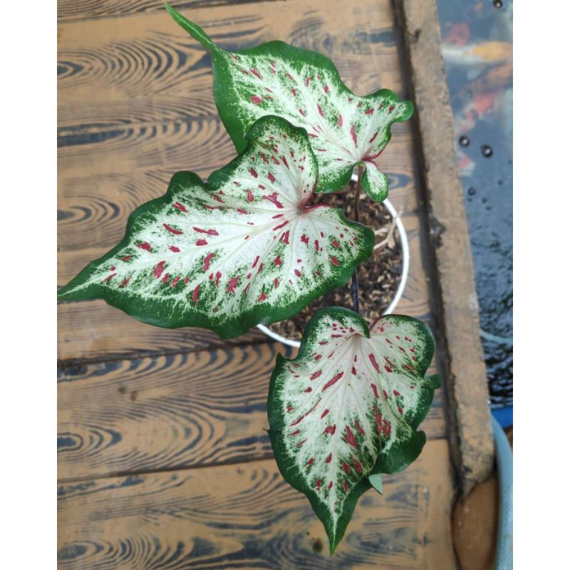 Jual PROMOCaladium Gingerland Tanaman Hias Caladium Gingerland