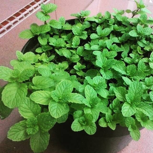 Jual Daun Mint Bibit Tanaman Pohon Mint Mentoz Mint Mentos Mint