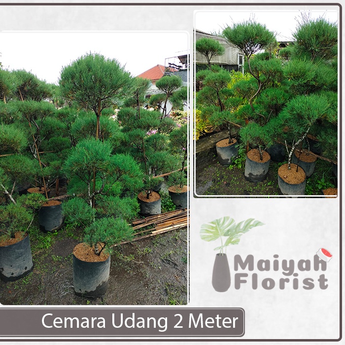 Jual Cemara Udang 2 Meter Besar Tinggi Casuarina Equisetifolia