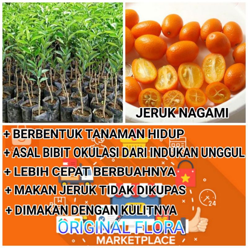 Jual Bibit Jeruk Nagami Okulasi Pohon Jeruk Buah Jeruk Nagami Shopee