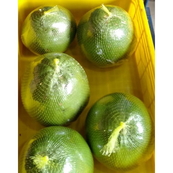 Jual Jeruk Pomelo Bali Shopee Indonesia