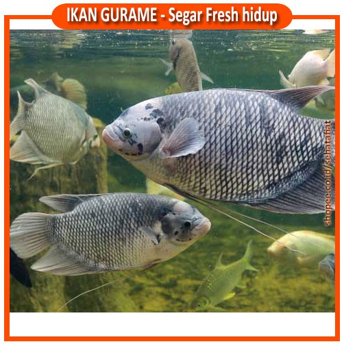 Jual IKAN GURAME HIDUP SEGAR DAN FRESH 1 KG Shopee Indonesia