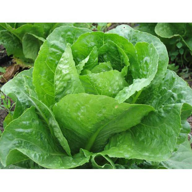 Jual 150 Benih Selada Hijau Green Romaine Bibit Tanaman Sayur Sayuran