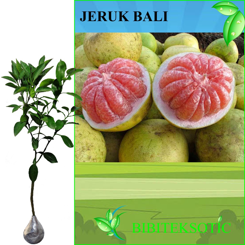 Jual Tanaman Jeruk Bali Tinggi 40 60 Cm Shopee Indonesia