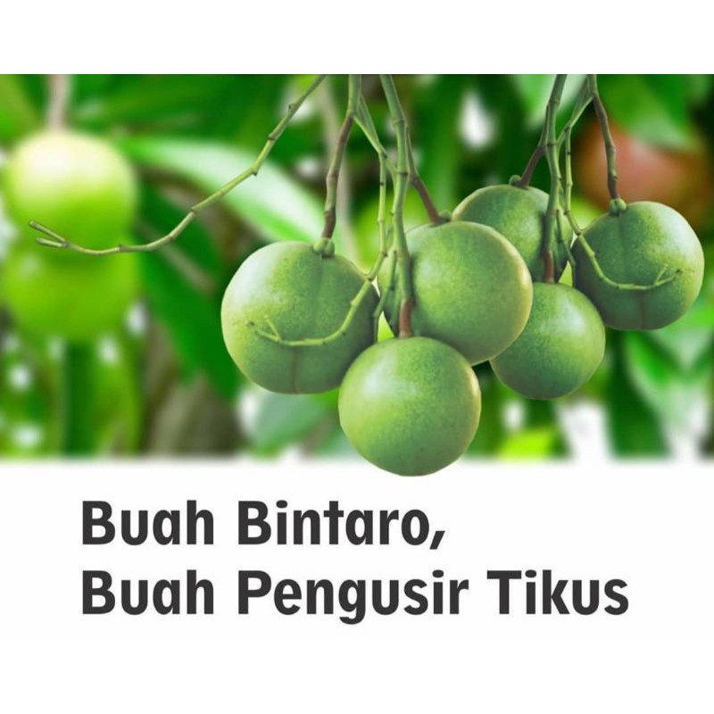 Jual Buah Bintaro Super Pengusir Tikus Alami 1KG Shopee Indonesia