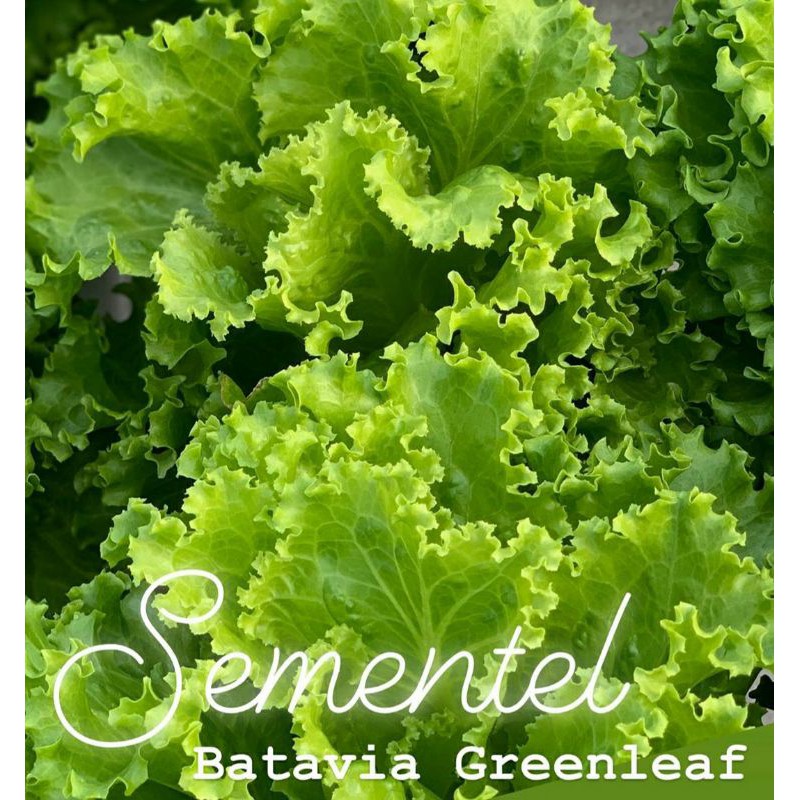 Jual Pil Benih Repack Selada Batavia Lettuce Lilybel Dan Sementel