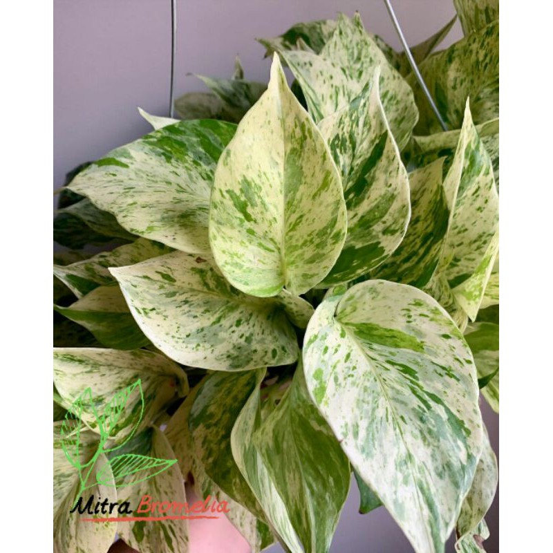 Jual Epipremnum Aureum Pothos Marble Queen Tanaman Hias Indoor