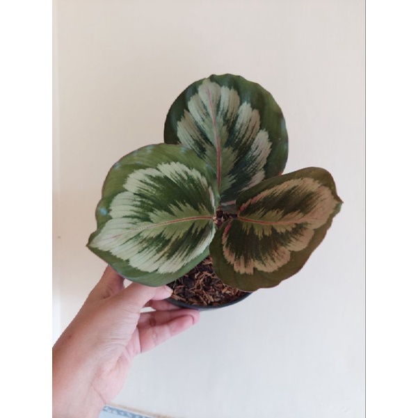 Jual Calathea Medallion V2 Shopee Indonesia