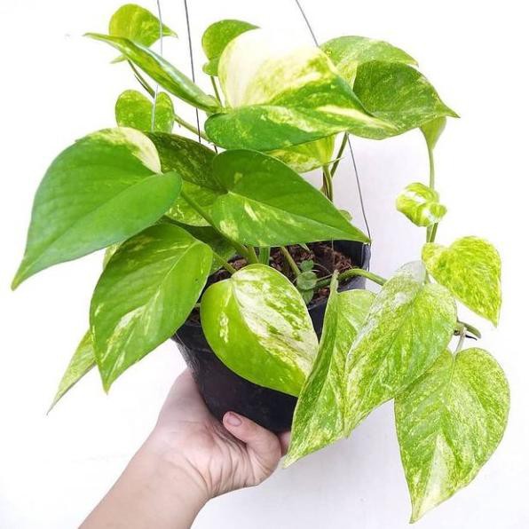 Jual Tanaman Sirih Gading Golden Epipremnum Aureum Golden Photos