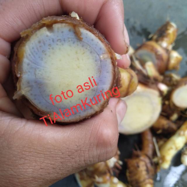 Jual Temu Ireng Temu Hitam Kunyit Hitam Segar Fresh 500gr Shopee