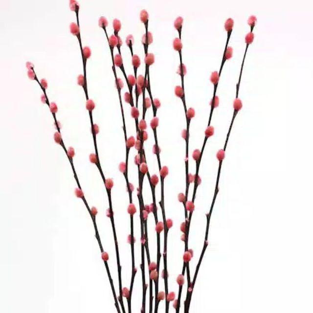 Jual Dried Flower Pussy Willow Pink Merah Batang Pussy Willow