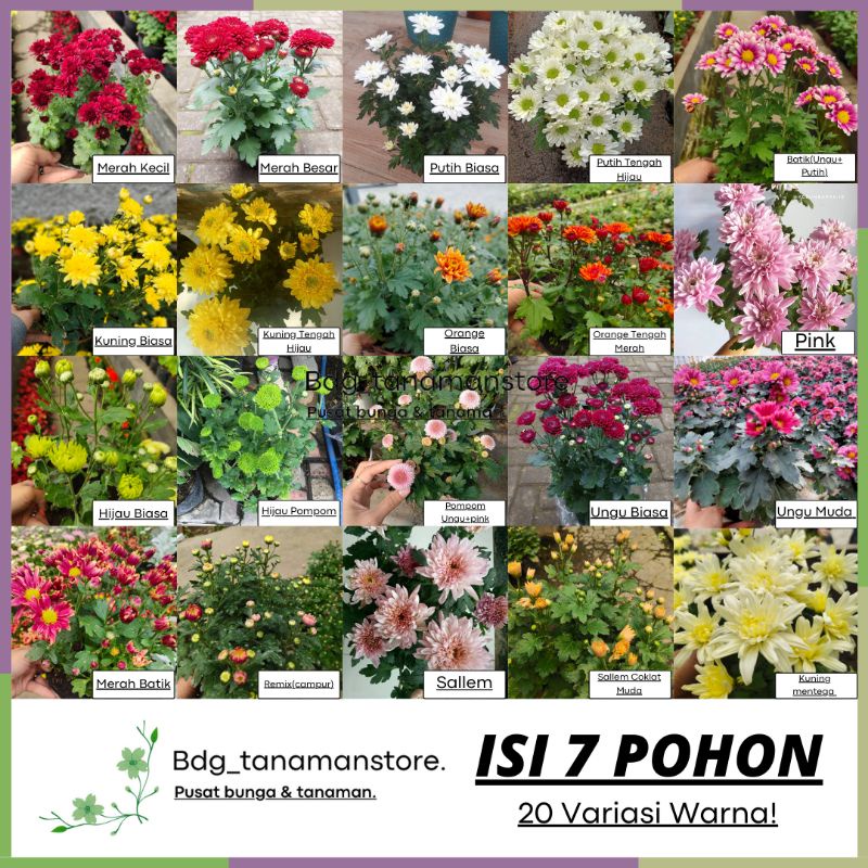 Jual ISI 7 POHON PILIH WARNA TANAMAN BUNGA KRISAN SERUNI ASTER