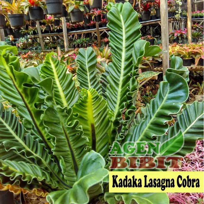 Jual Reb0N Tanaman Hias Asplenium Kadaka Lasagna Cobra Bibit Pohon