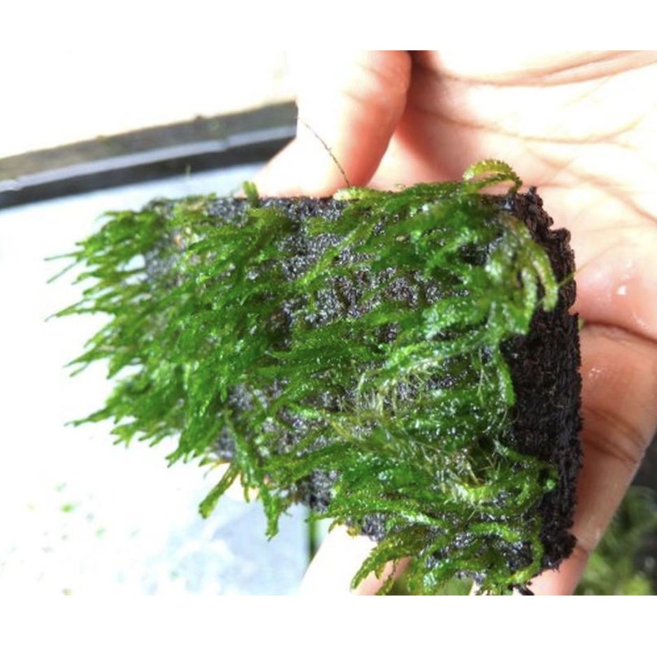 Jual Moss Lempeng Peacock Ricardia Pelia Fissiden Flame Tanaman