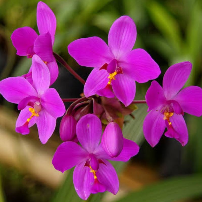 Jual Anggrek Tanah Spathoglottis Plicata Plicata Ground Orchids Anggrek