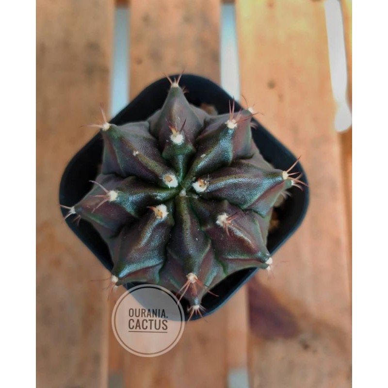 Jual Kaktus Gymnocalycium Hybrid Black Pearl X LB2178 Shopee Indonesia