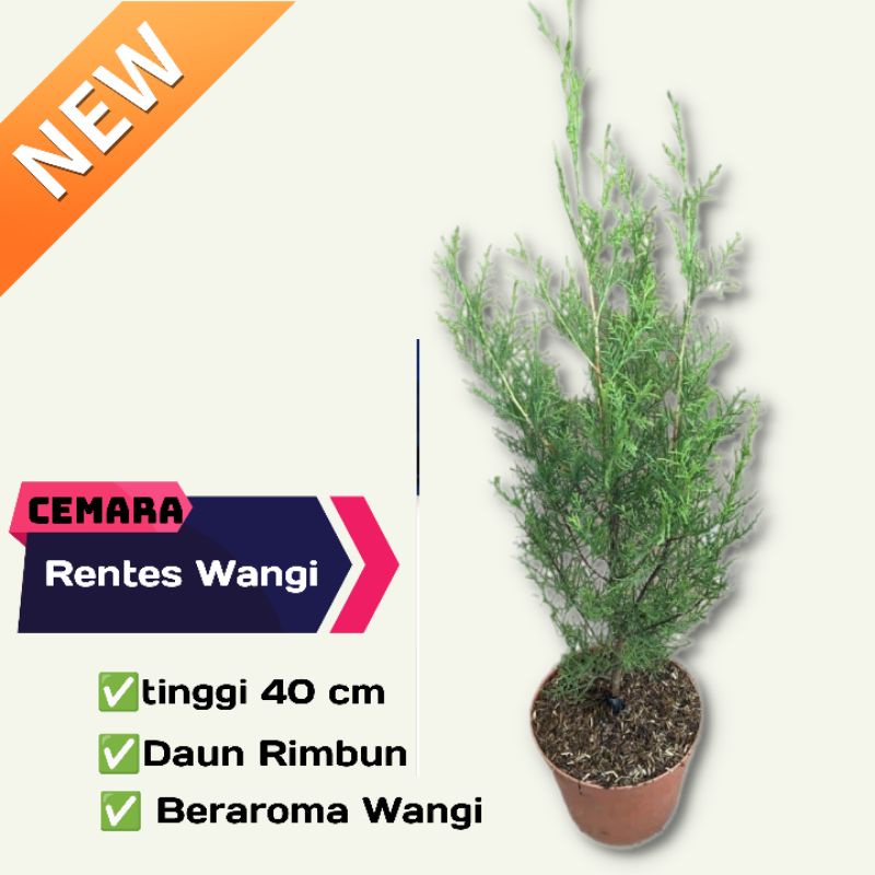 Jual Cemara Rentes Tanaman Hias Bunga Cemara Rentes Wangi Bergaransi