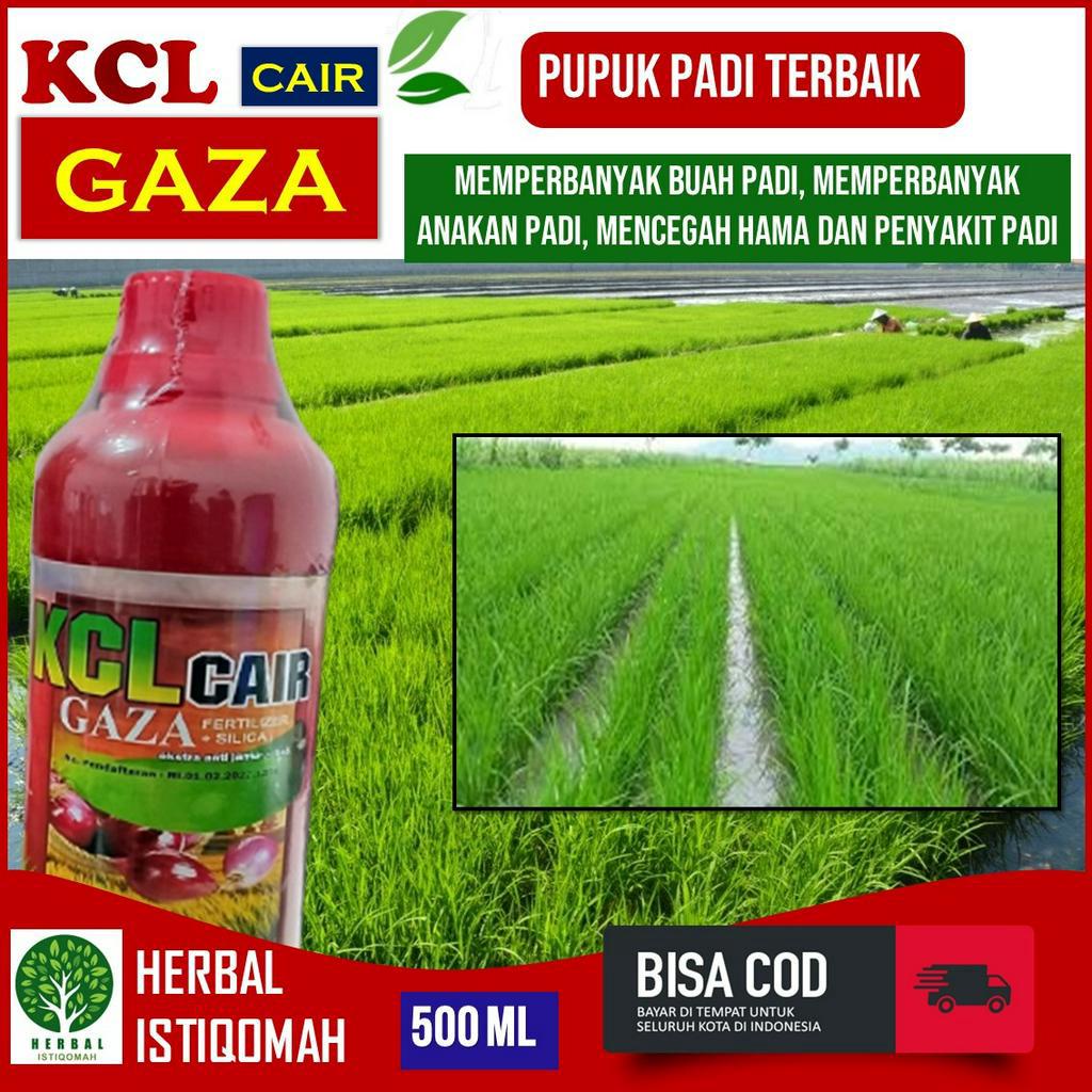 Jual Pupuk KCL Cair Gaza Isi 500 ML PUPUK Padi Terbaik Obat Pelebat