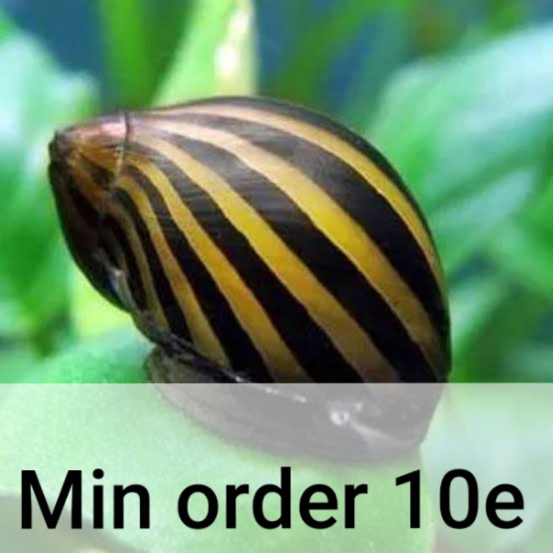 Jual Keong Siput Turbo Zebra Snail Nerite Pembersih Lumut Alga Algae