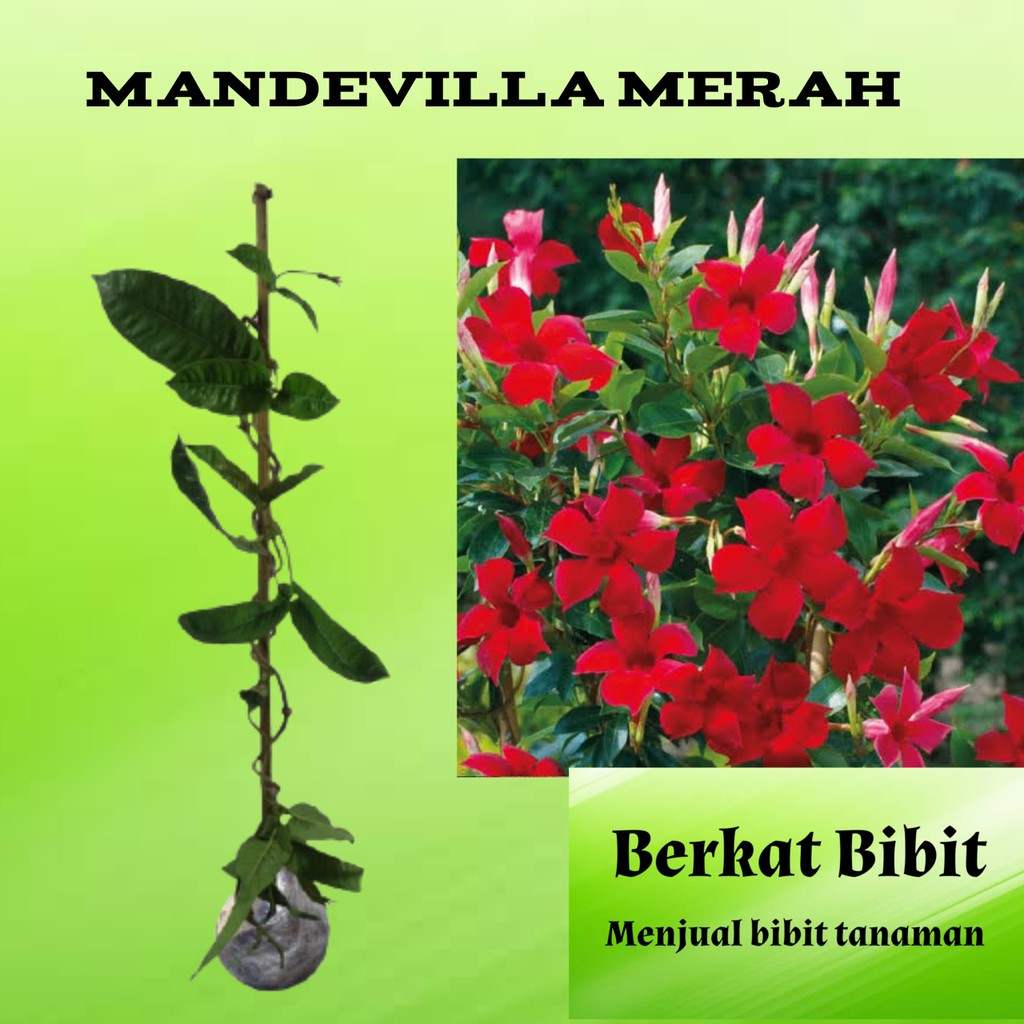 Jual Tanaman Bunga Mandevilla Merah Shopee Indonesia