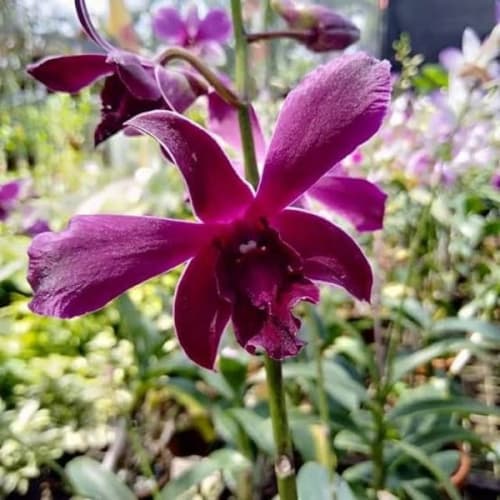 Jual Anggrek Dendrobium Caesar Red Dewasa Dan Dewasa Shopee Indonesia