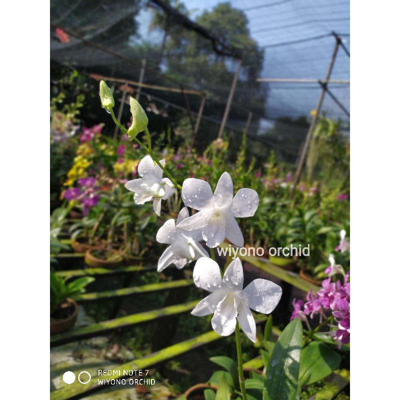 Jual Anggrek Dendrobium Sonia White Tanaman Hias Hidup Bunga Hidup