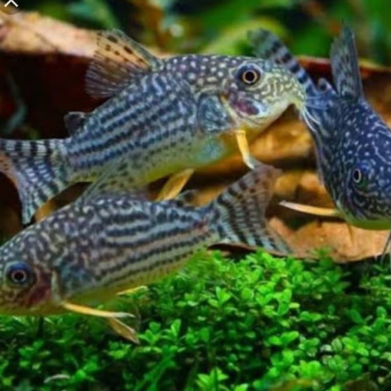 Jual Ikan Corydoras Sterbai Shopee Indonesia