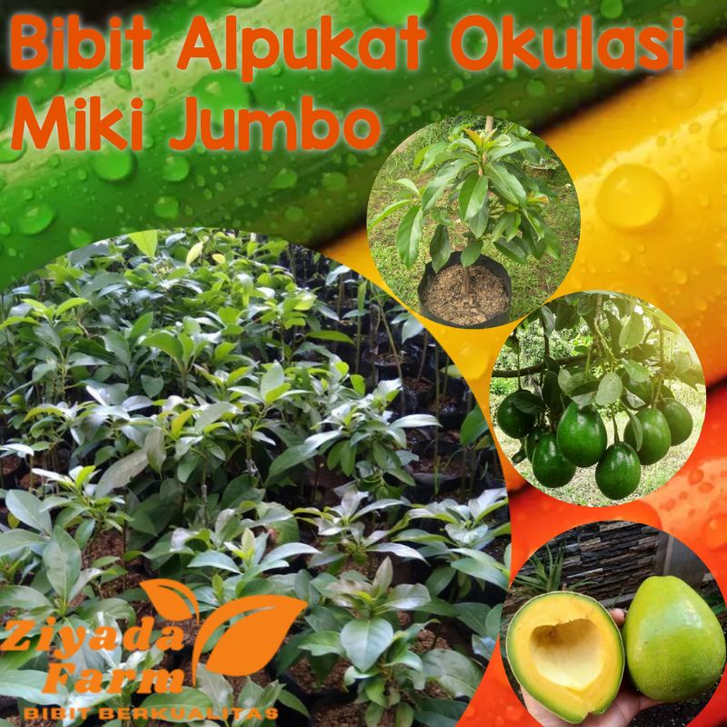 Jual Bibit Tanaman Buah Alpukat Miki Mentega Jumbo Okulasi Cm