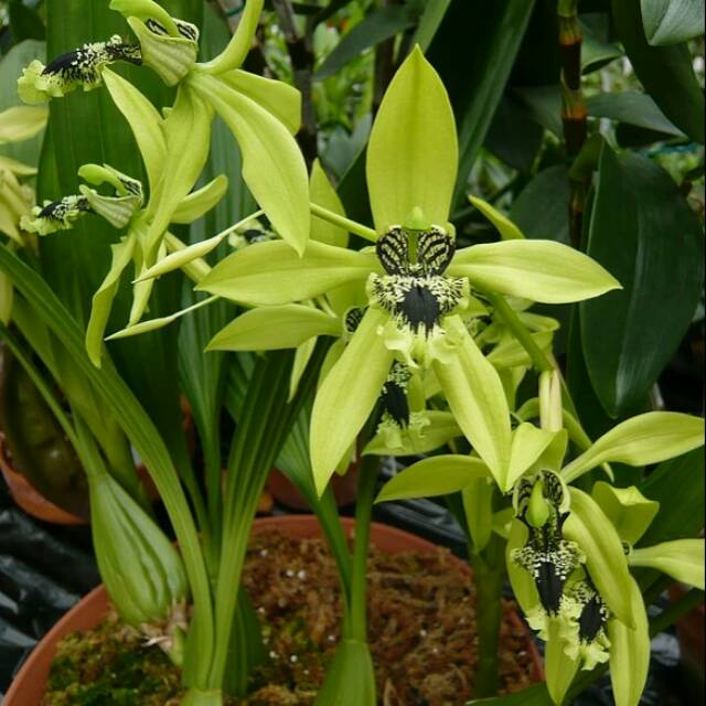 Jual Anggrek Hitam Kalimantan Coelogyne Pandurata Shopee Indonesia