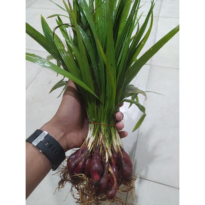 Jual Bawang Dayak Original Asli Kalimantan Kg Shopee Indonesia