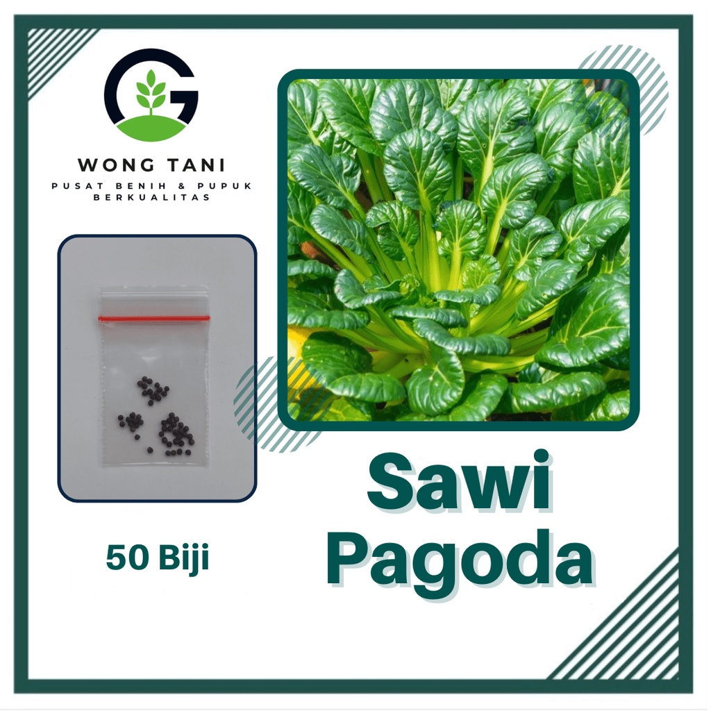 Jual Benih Sawi Pagoda F Ta Ke Cai Known You Seed Tatsoi Bibit