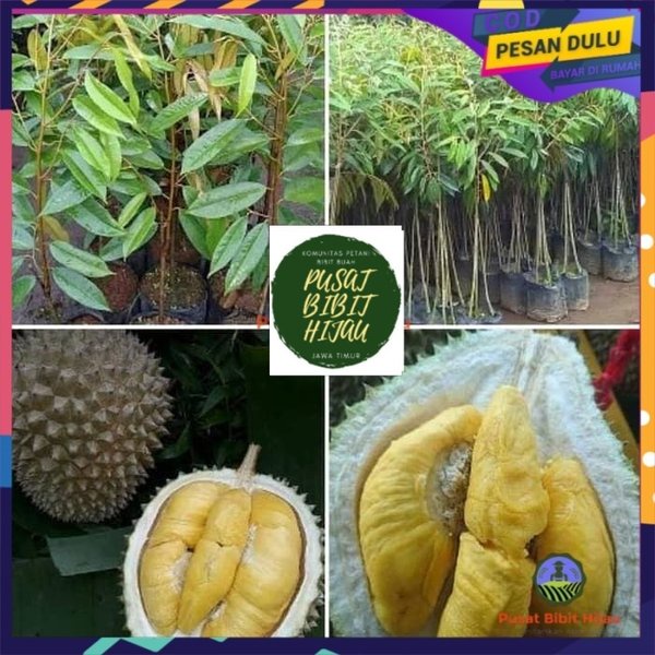 Jual BARU GAES Bibit Tanaman Buah Durian Bawor Kaki 3 Okulasi Cepat