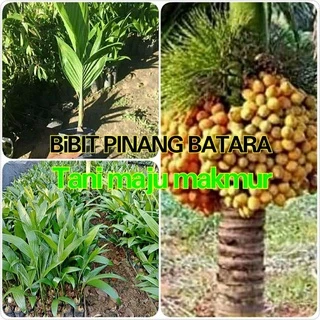 Jual Pinang Batara Terlengkap Harga Terbaru Mei Shopee Indonesia