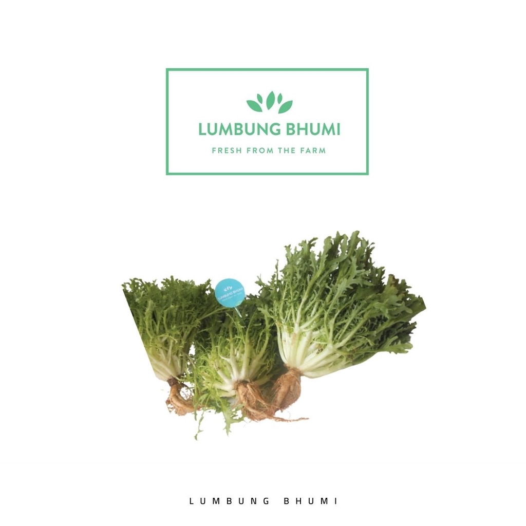 Jual Lumbung Bhumi Lettuce Endive Gr Sayur Curah Shopee