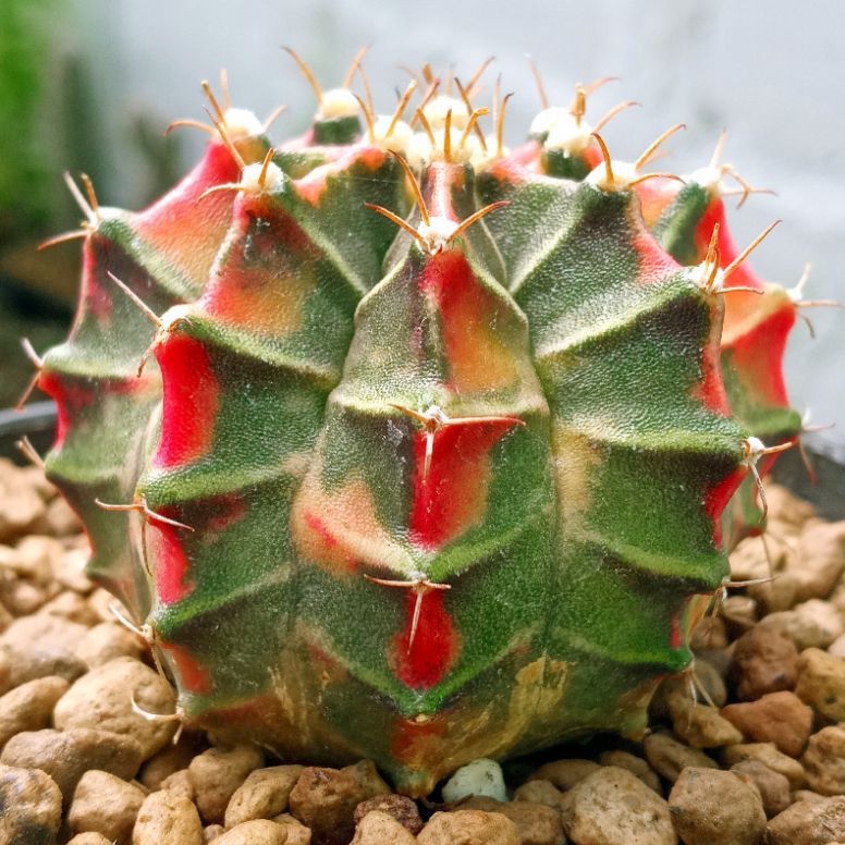 Jual Kaktus Milo Starfire Gymnocalycium Mihanovichii Starfire Miha