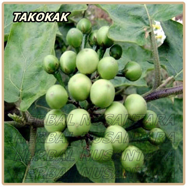 Jual Grm Takokak Tekokak Cepokak Terung Terong Pipit Solanum Torvum